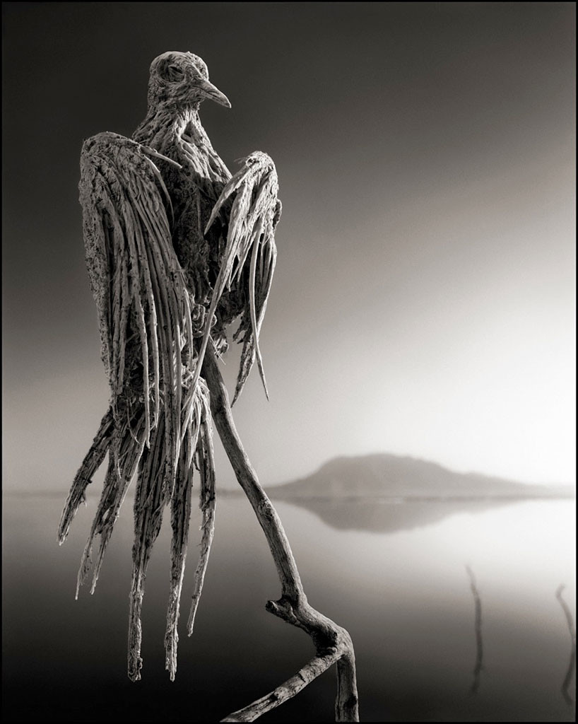 deadly-lake-in-tanzania-calcifies-animals-designboom-02