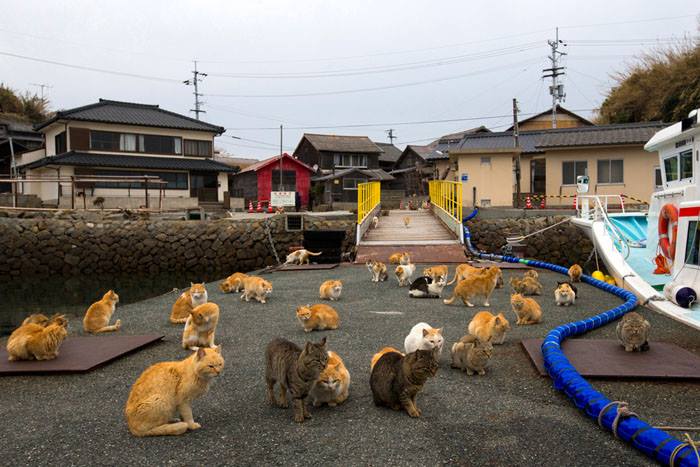 Aoshima, l'isola dei gatti