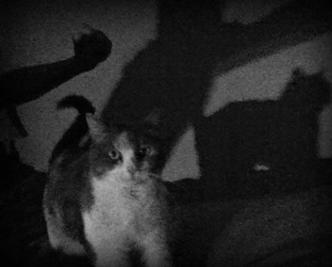 poteri paranormali dei gatti